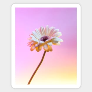 Gerbera Daisy - Electric 2 Sticker